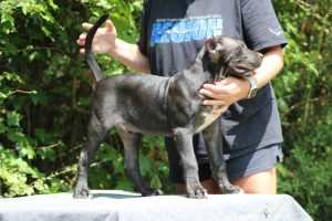 11 (2)