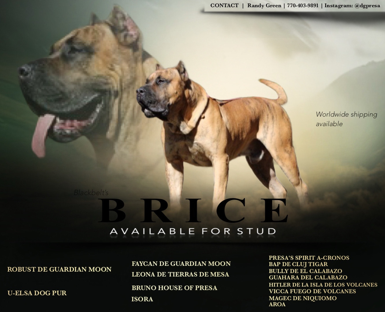 Black Belt Kennel's Brice