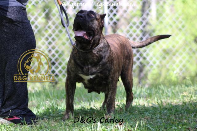 D&G's Carley