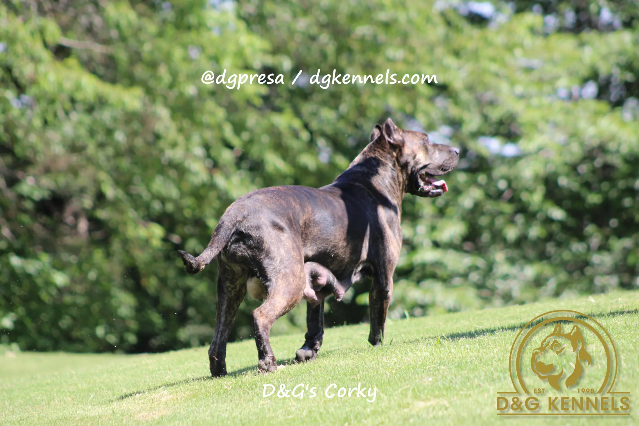 Corky