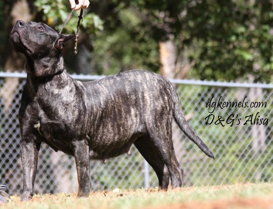 Female Presa Canario for Sale