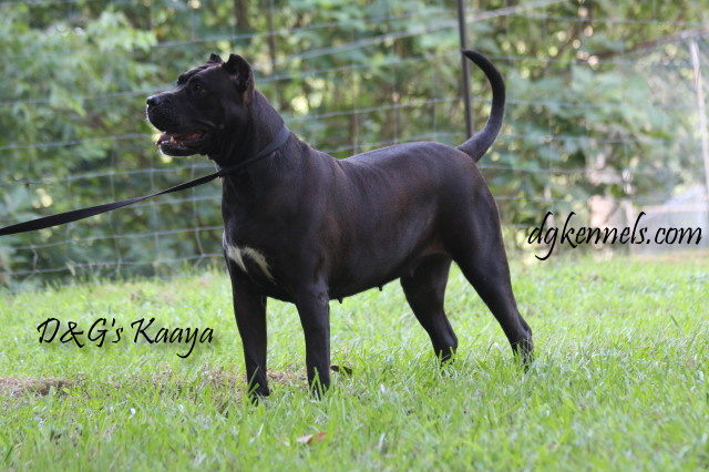 Female Presa Canario for Sale