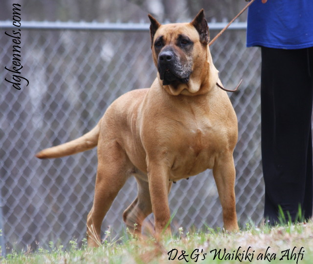 Female Presa Canario for Sale