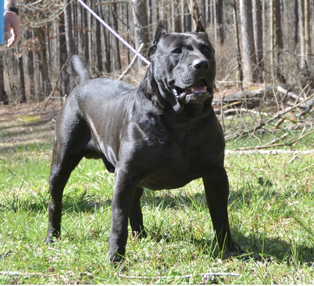 Presa Canario Stud Service