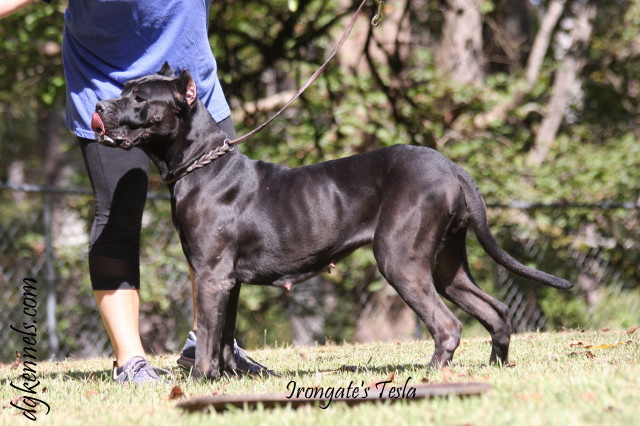 Female Presa Canario for Sale