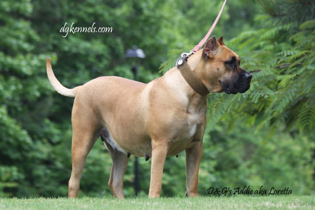 Female presa canario for clearance sale