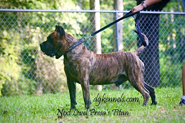 Next Level Presa's Titan (4)