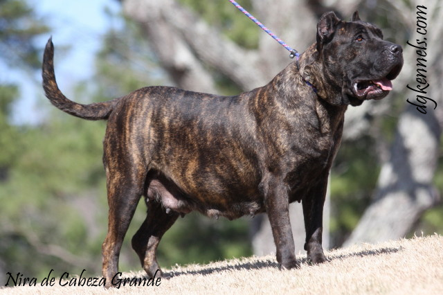 Female Presa Canario for Sale