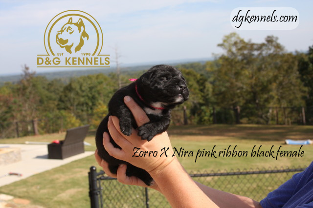 Niraxzorro1wk Briaxhades1day 003 1
