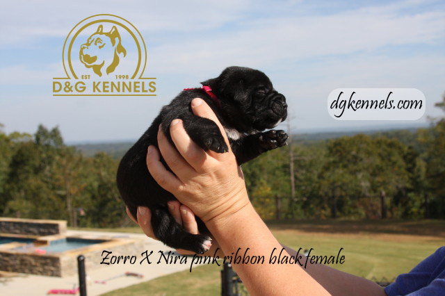Niraxzorro1wk Briaxhades1day 006 1