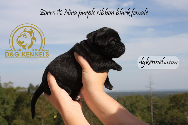 Niraxzorro1wk Briaxhades1day 014 1