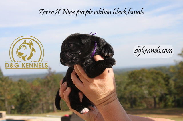 Niraxzorro1wk Briaxhades1day 016 1