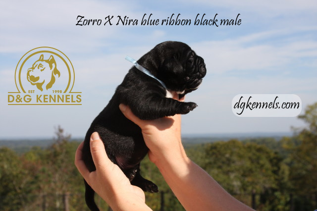 Niraxzorro1wk Briaxhades1day 020 1