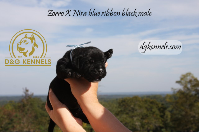 Niraxzorro1wk Briaxhades1day 024 1
