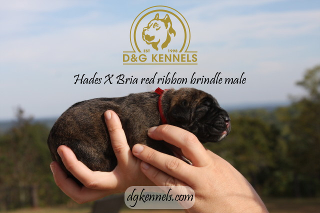 Niraxzorro1wk Briaxhades1day 027 1
