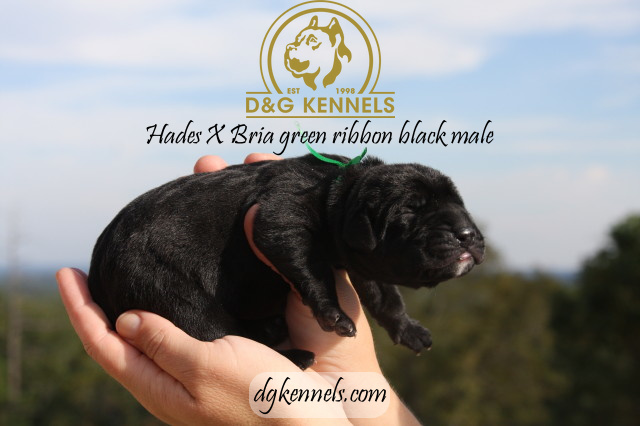 Niraxzorro1wk Briaxhades1day 031 1