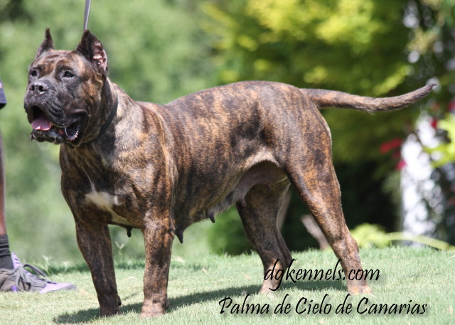 Female Presa Canario for Sale