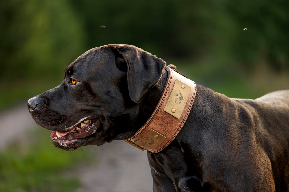 Black,presa,canario,in,the,forest