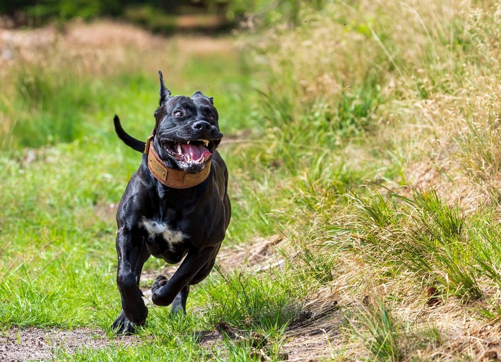 Black,presa,canario,playing,in,the,mudpole