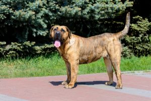 Presa,canario,looks,in,camera.,the,presa,canario,is,in