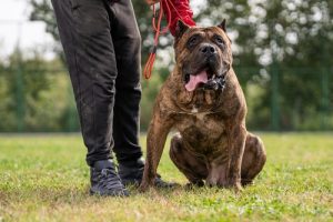 Presa,canario,dog,breed,photo