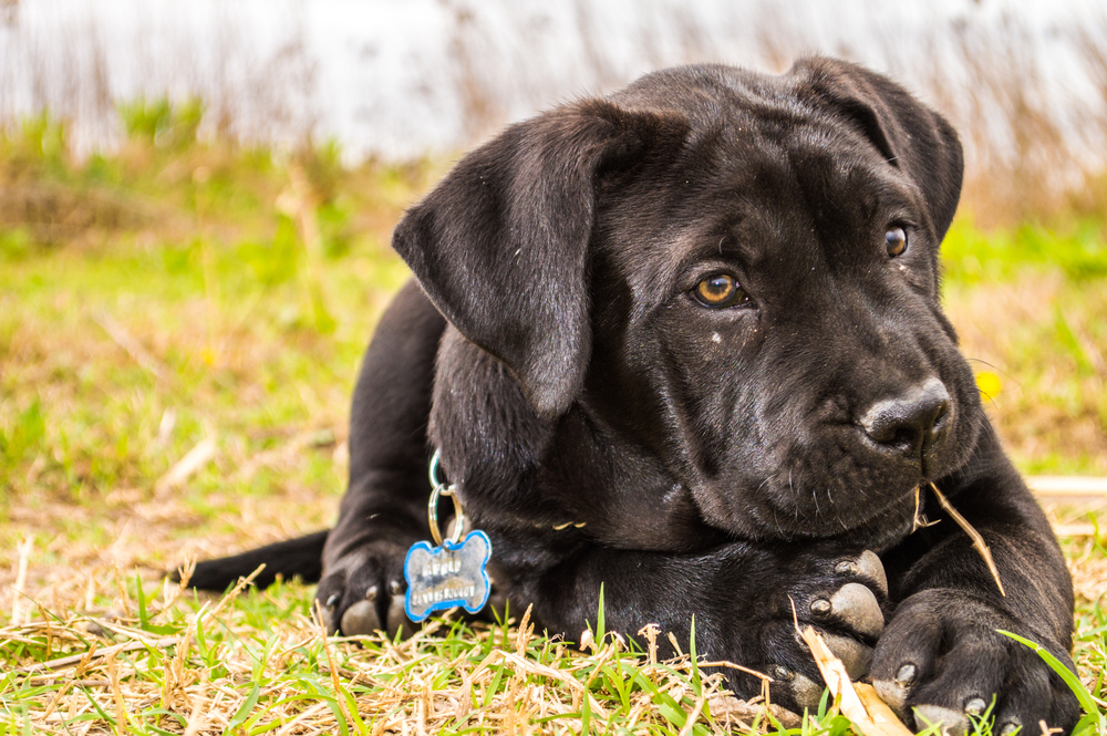 Puppy,presa,canario,dog,playing,in,the,grass