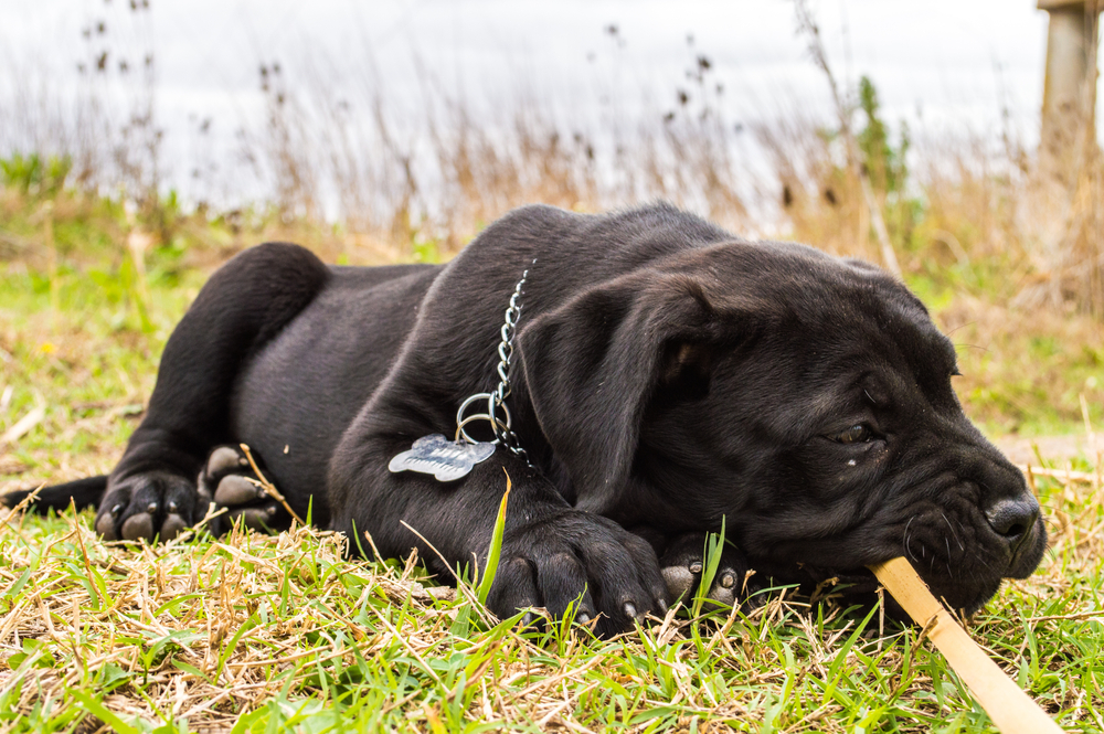Puppy,presa,canario,dog,playing,in,the,grass
