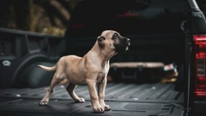 Fawn,presa,canario,puppy,standing,on,the,bed,of,a