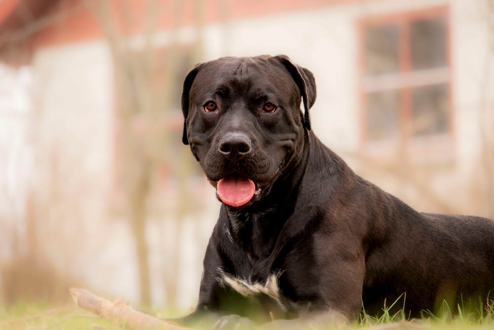 Black,presa,canario,is,relaxing,on,grass