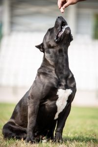 Presa,canario,dog,breed,photo