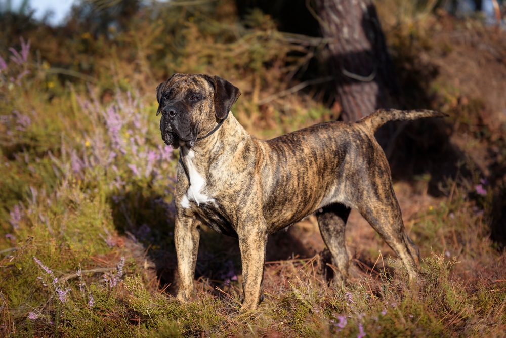 Portrait,of,a,presa,canario,purebred,dog