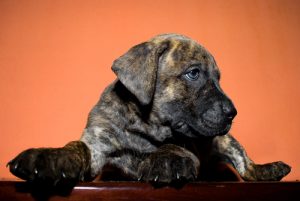 Photo,of,a,presa,canario,puppy.,a,dog,originated,on