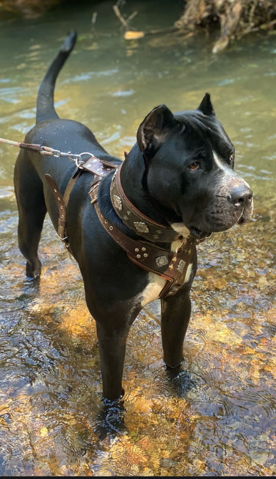 Rocco