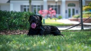 Black,male,presa,canario,puppy,laying,down,on,the,grass.
