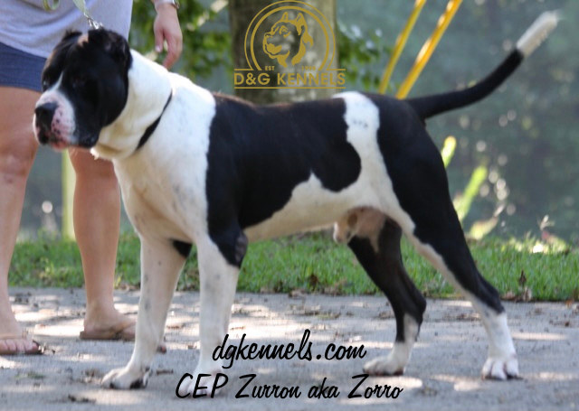 Presa Canario Stud Service