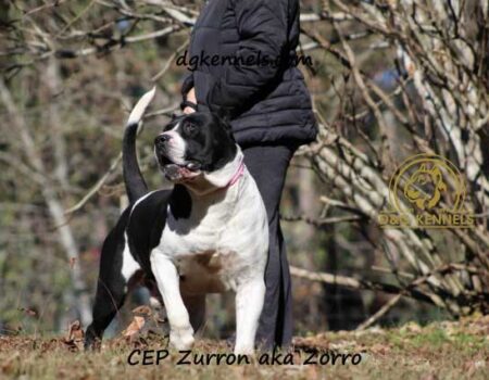 Zorro1