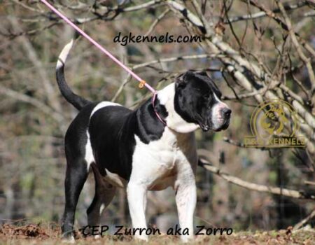 Zorro2