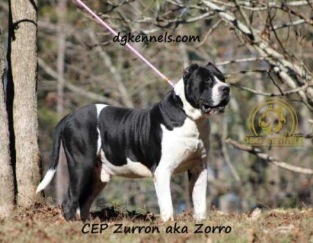 Zorro3