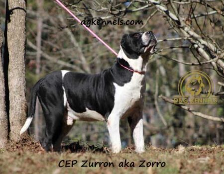 Zorro4