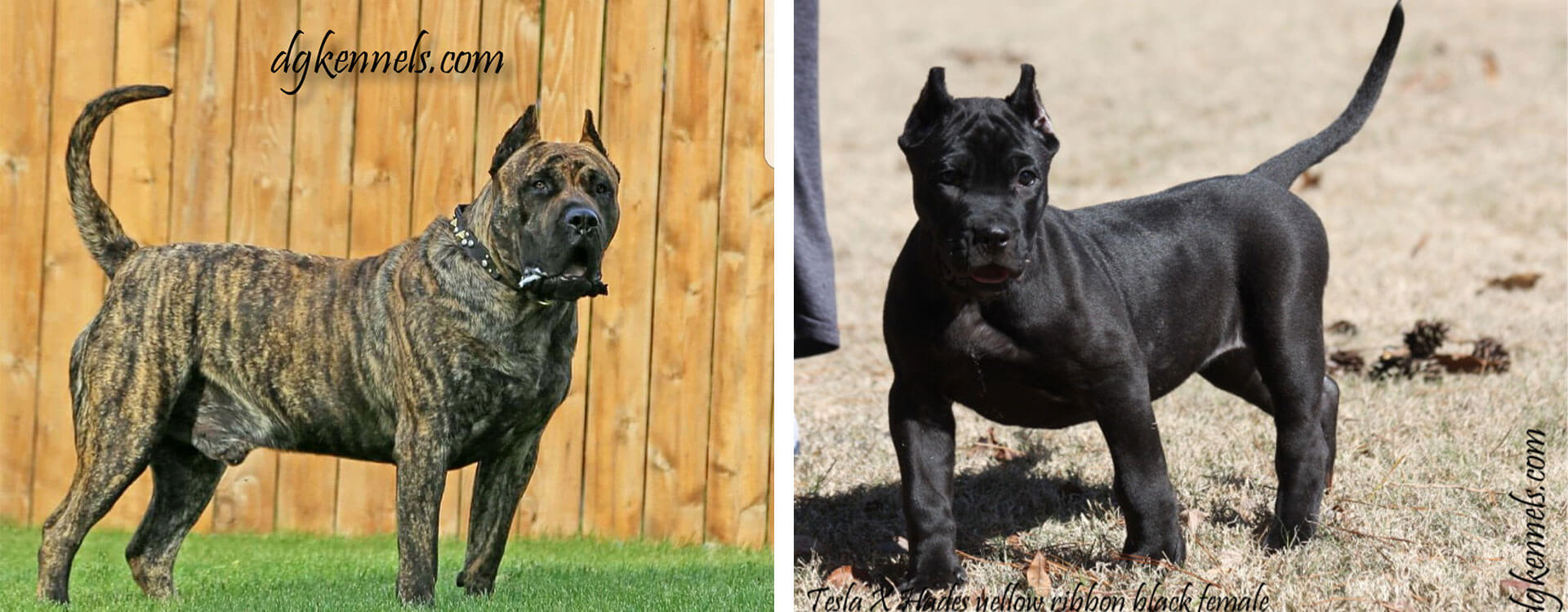 Presa Canario Breeders In Georgia D G Kennels