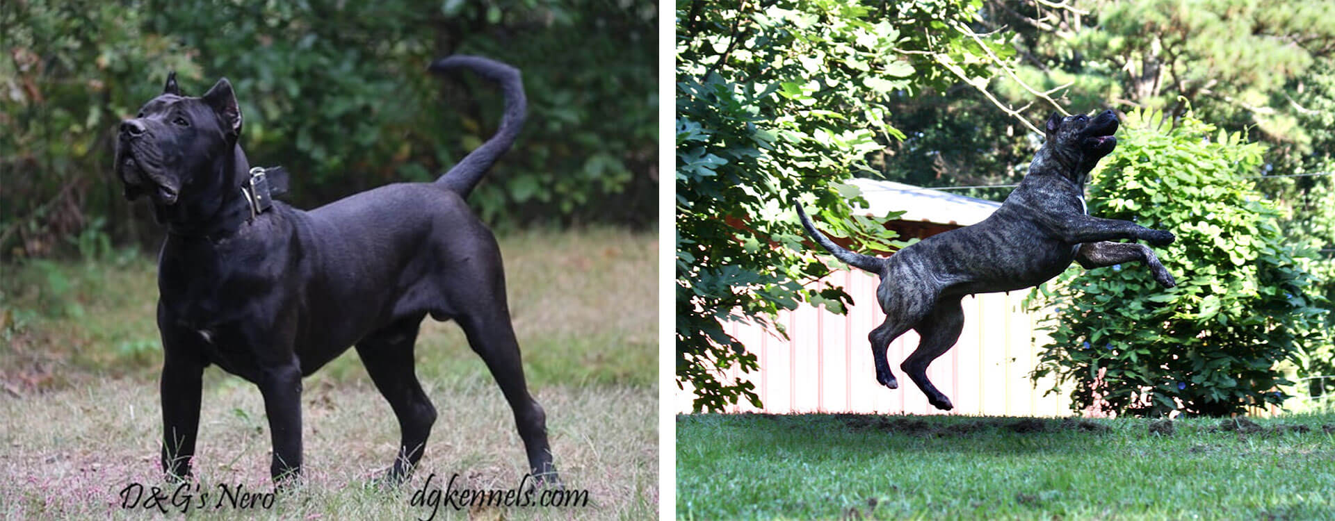 Presa Canario Breeders In Georgia D G Kennels