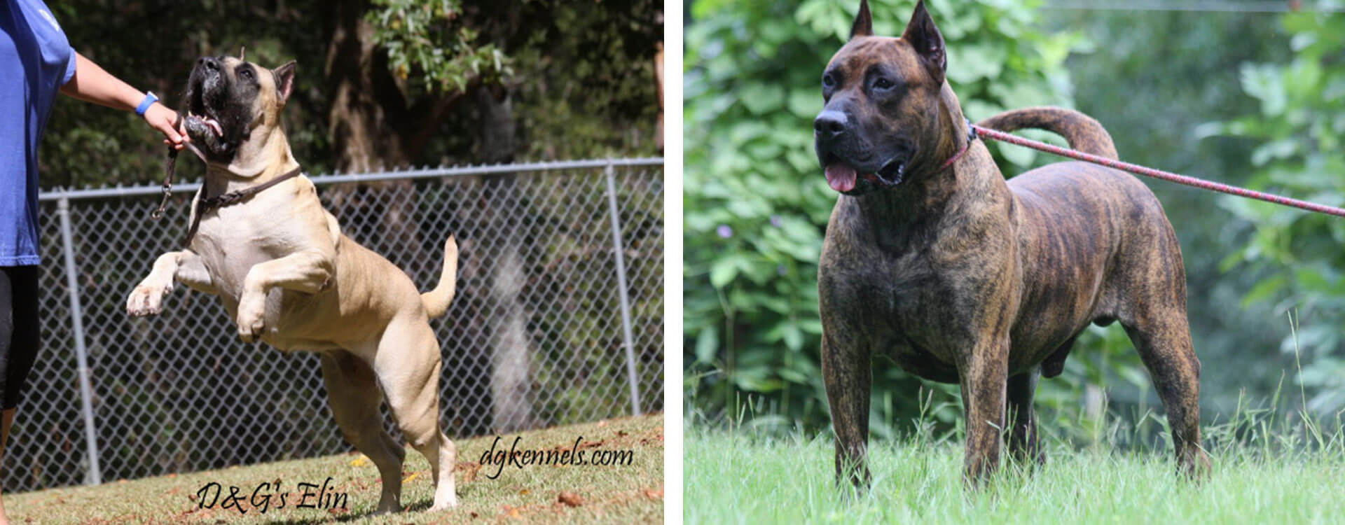 Canary Mastiff