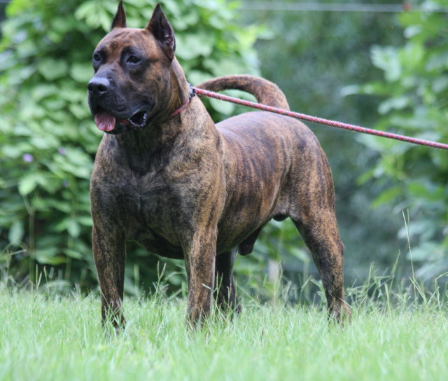 Presa Canario Stud Service