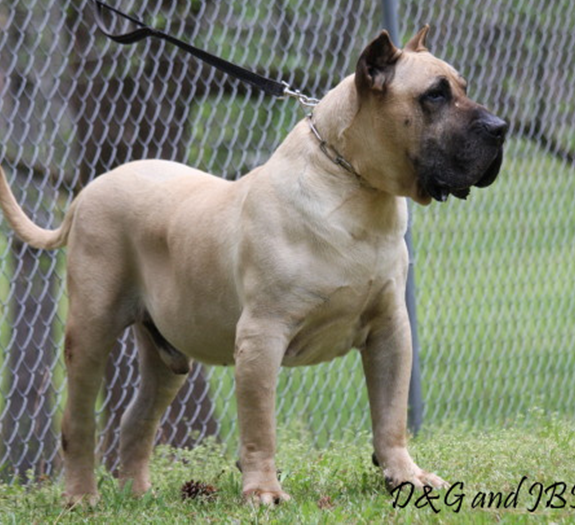 Presa Canario Stud Service