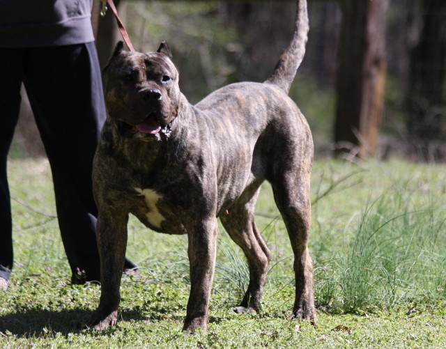 Female Presa Canario for Sale