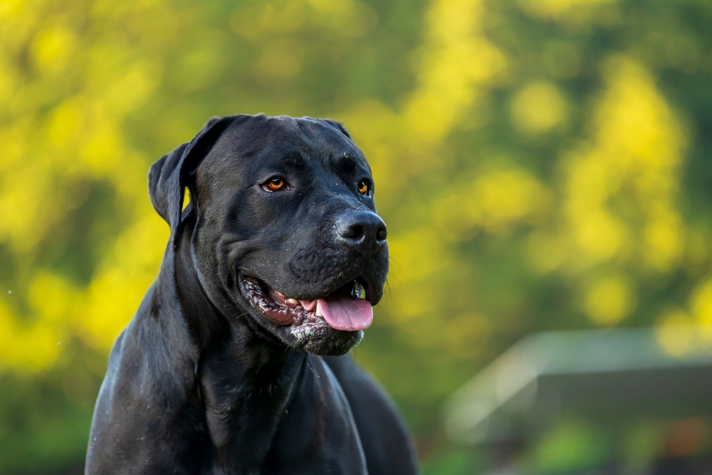 Black,presa,canario,in,the,forest