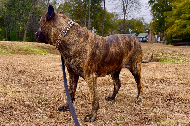 Nikita