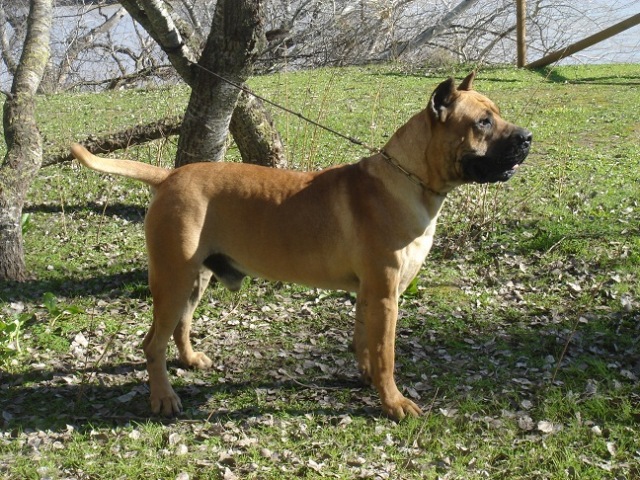 Presa Canario Stud Service