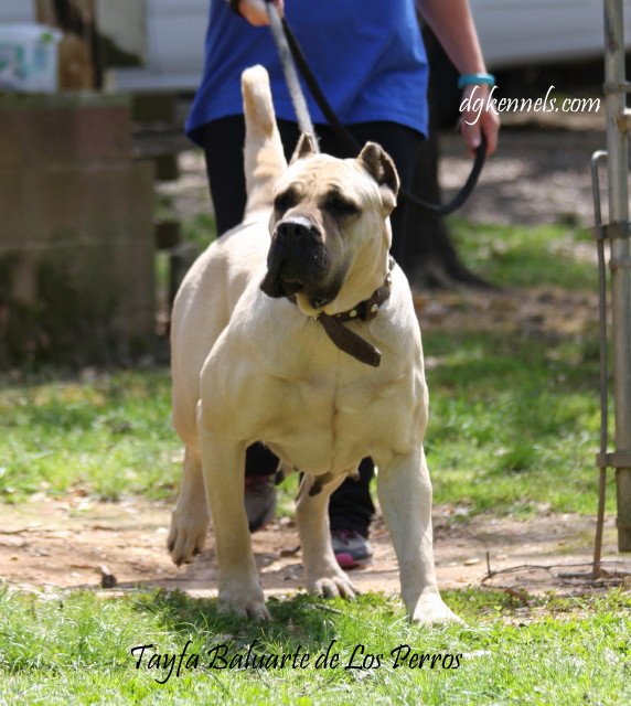 Female Presa Canario for Sale