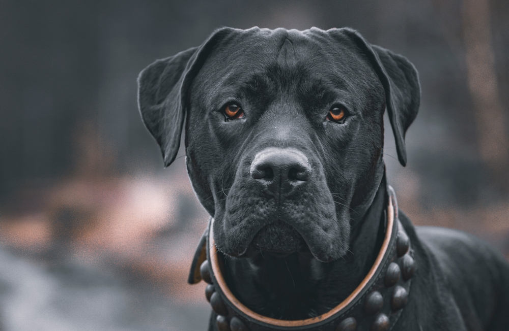 A,beutiful,black,presa,canario